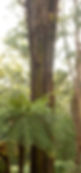 Sherbrooke nature_edited.jpg