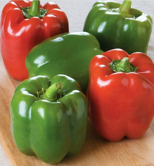 Keystone Resistant Giant Sweet Pepper