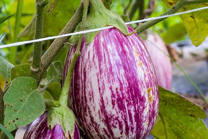 Pandora Striped Rose Eggplant