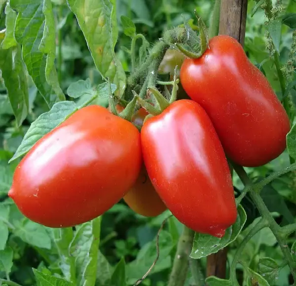 Rio Grande Tomato