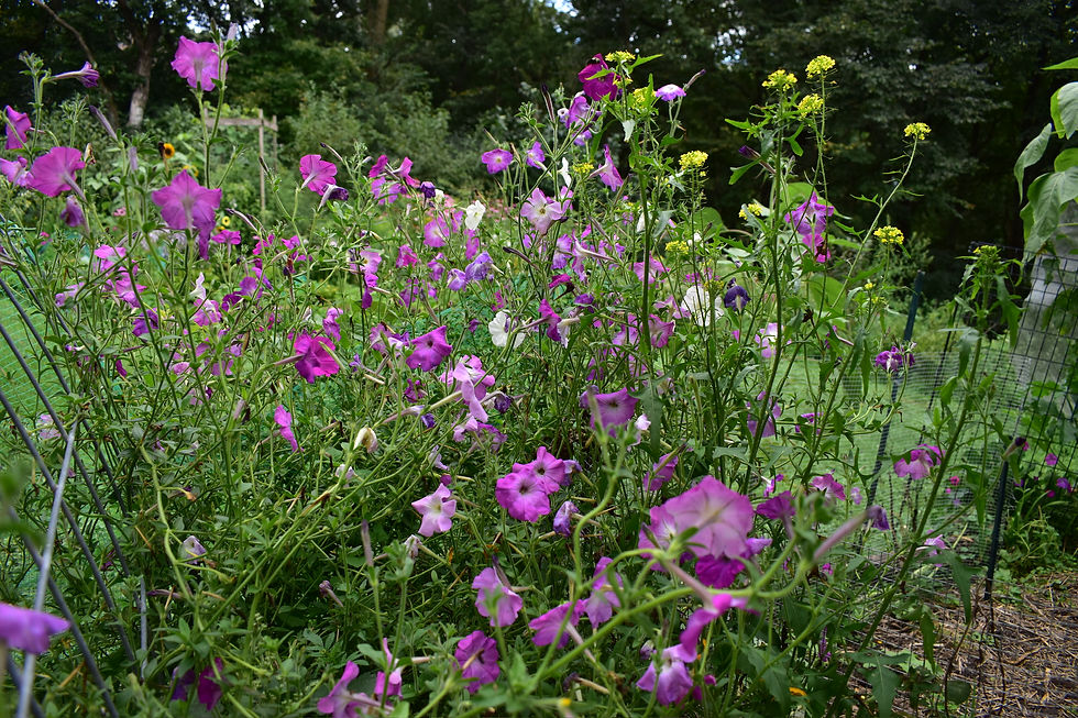 Thumbnail: Petunia, vining
