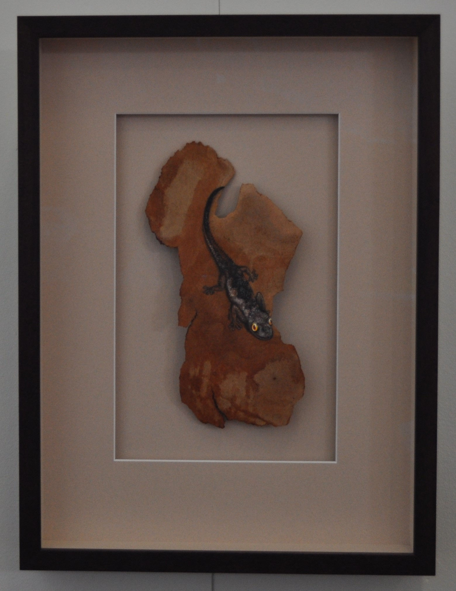 116 - South-Western Spiny-tailed Gecko