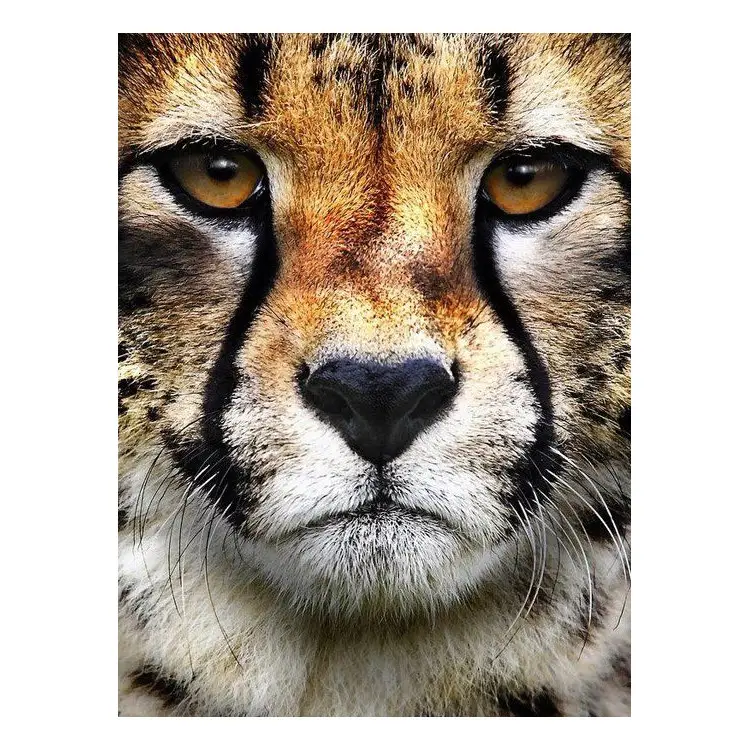 ВЗГЛЯД ХИЩНИКА WD285