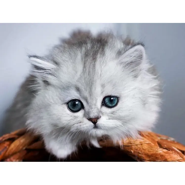 LITTLE FLUFFY 40*30 CM WD3001