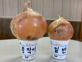 액체비료 "풍작이" 양파 생육 비교