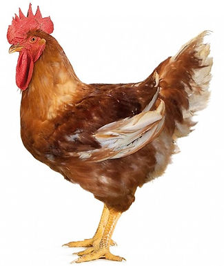 GALLO_edited.jpg