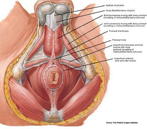 Men S Self Massage For Pelvic Floor Health