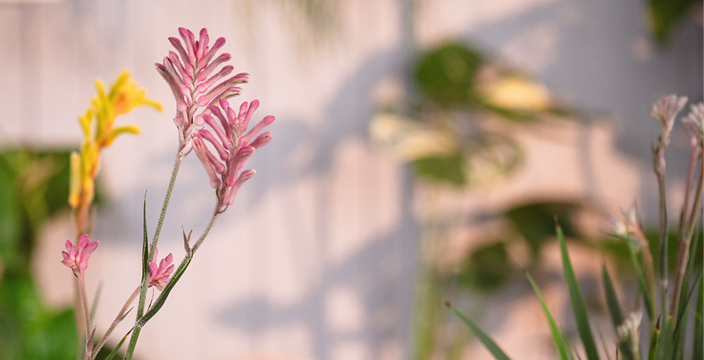 Healthy Kangaroo Paw_edited_edited_edited_edited.png