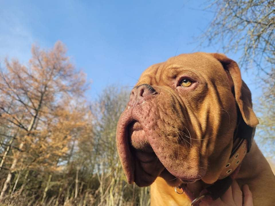 oakenshawkennels.jpeg