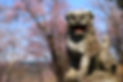 春　勝山神社３.JPG