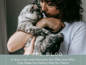 5 Ways Cats and Introverts Are Alike (and Why Cats Make the Perfect Pets for Them)