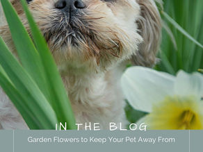 Garden Flowers to Keep Your Pet Away From