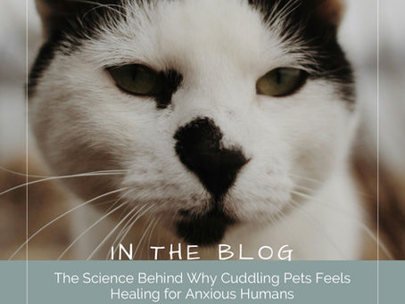 The Science Behind Why Cuddling Pets Feels Healing for Anxious Humans
