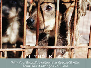 Why You Should Volunteer at a Rescue Shelter (And How It Changes You Too)