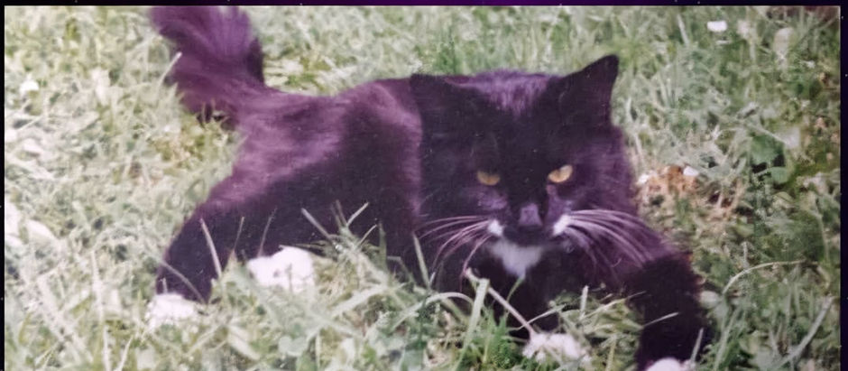 A Family Tradition of Loving Cats