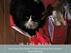 Are Soul Pets Real? Understanding the Human-Animal Bond