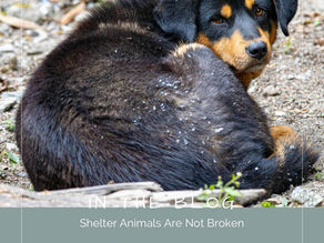 Shelter Animals Are Not Broken