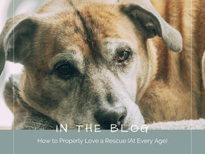 How to Properly Love a Rescue (At Every Age)