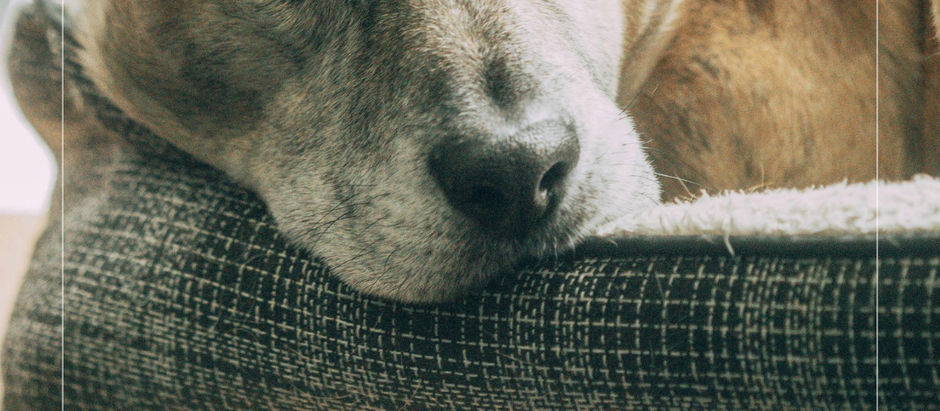 How to Care for a Senior Pet: Gentle Ways to Support and Love Them in Their Old Age