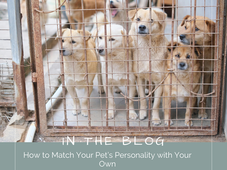 How to Match Your Pet’s Personality with Your Own (And What Changes After Adoption)