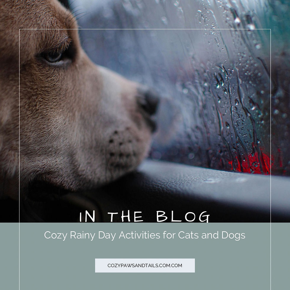 Cozy Rainy Day Activities for Cats and Dogs