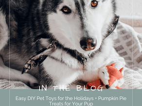 Easy DIY Pet Toys for the Holidays + Pumpkin Pie Treats for Your Pup