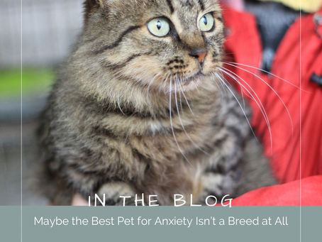 Maybe the Best Pet for Anxiety Isn’t a Breed at All