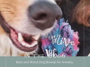 Best and Worst Dog Breeds for Anixiety