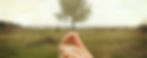 mustard seed.jpg
