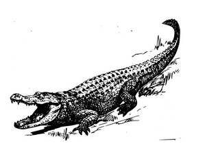 Alligators in Lawrenceville