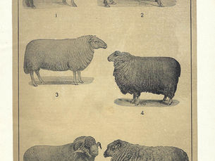 "An Honest Woman...Your Honor"