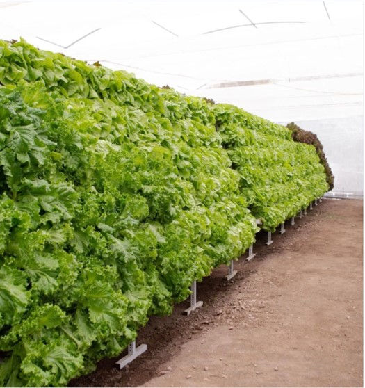 Thumbnail: 6x2 meter Hydroponic system