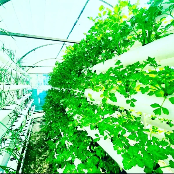 Hydroponics, side hustle, home business