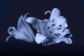 wrongful-death-flower-tile_edited_edited