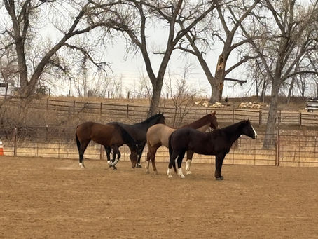 Essential Equine Health: Vaccines and Preventative Care