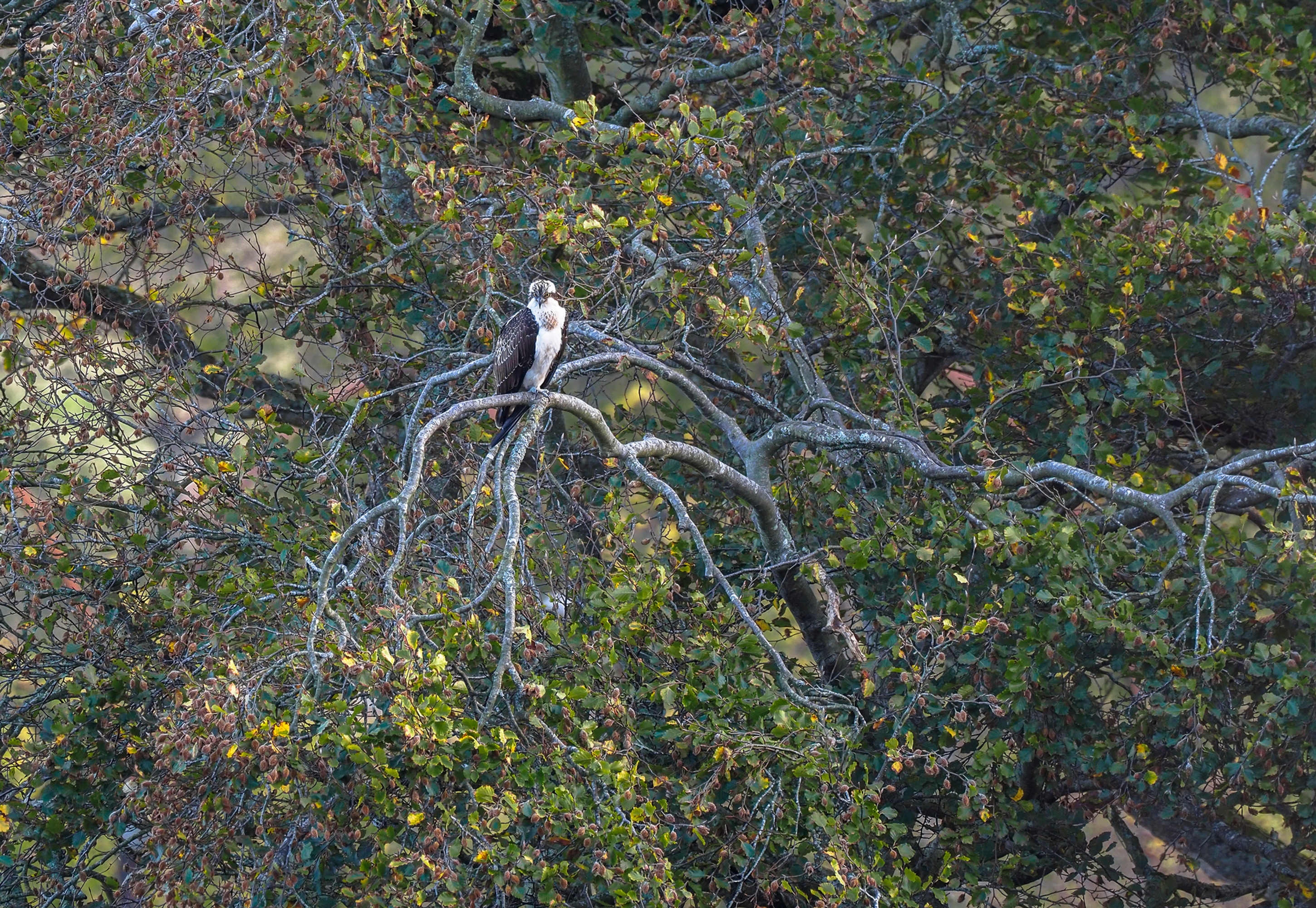 Osprey, St. Dogmaels.