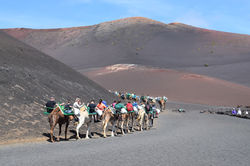 camels in lanzarote