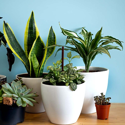 macetas-interior-grandes.jpg