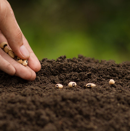 Seeds-to-plant.jpg