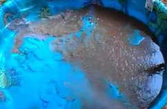 dirty plastic dog pool