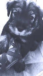 iphone puppy 1603_edited.png