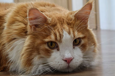 Kuscheliger Tiger ready für Tierenergetik