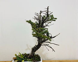 Colorado Blue Spruce 8