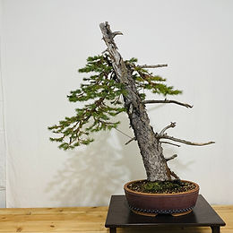 Engelmann Spruce 1