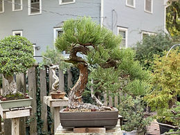 Ponderosa Pine 2