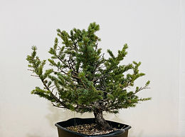 Colorado Blue Spruce 7