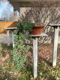 Procumbens Juniper 3