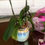 Miniatura: Vaso de planta