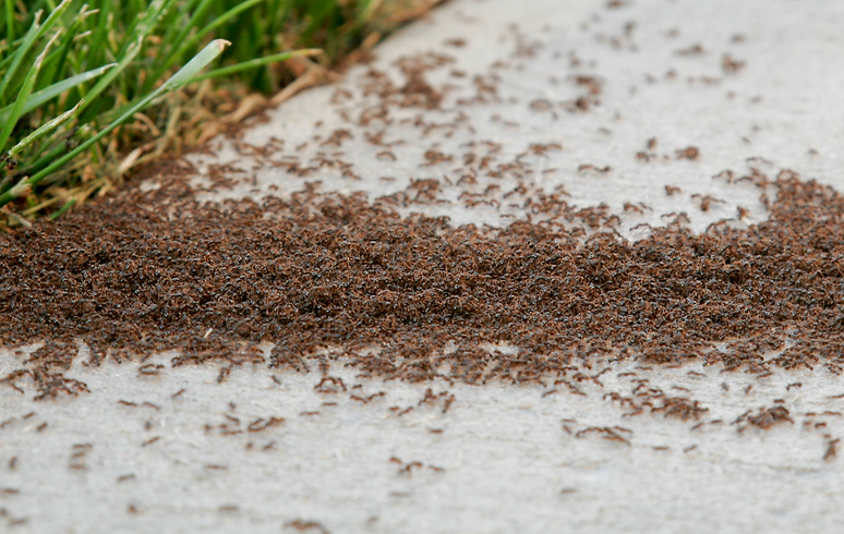 Buffalo Pest & Exterminator Services | Serving WNY