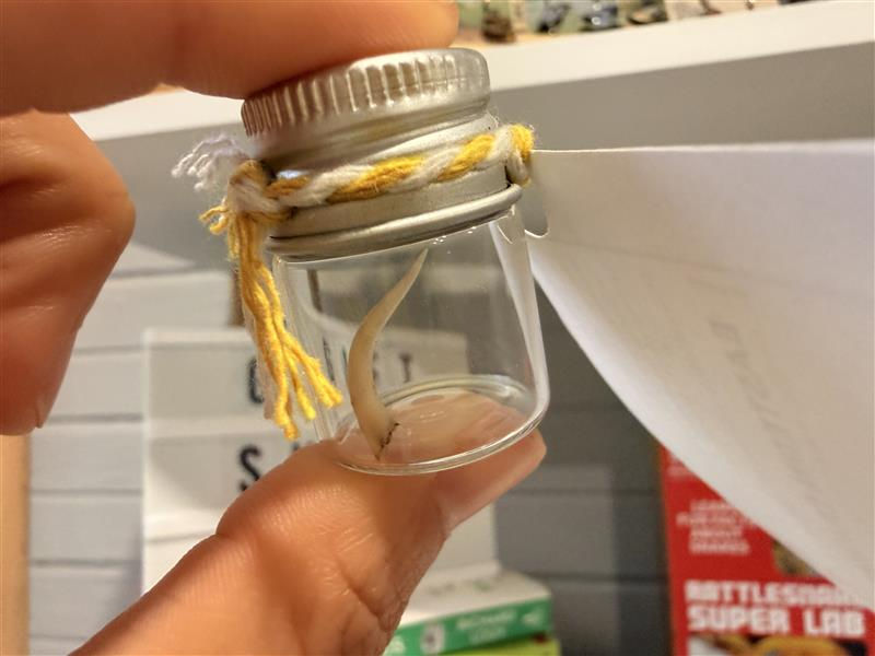 Thumbnail: Rattlesnake Fang in a Vial